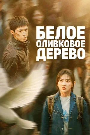 Белое оливковое дерево постер